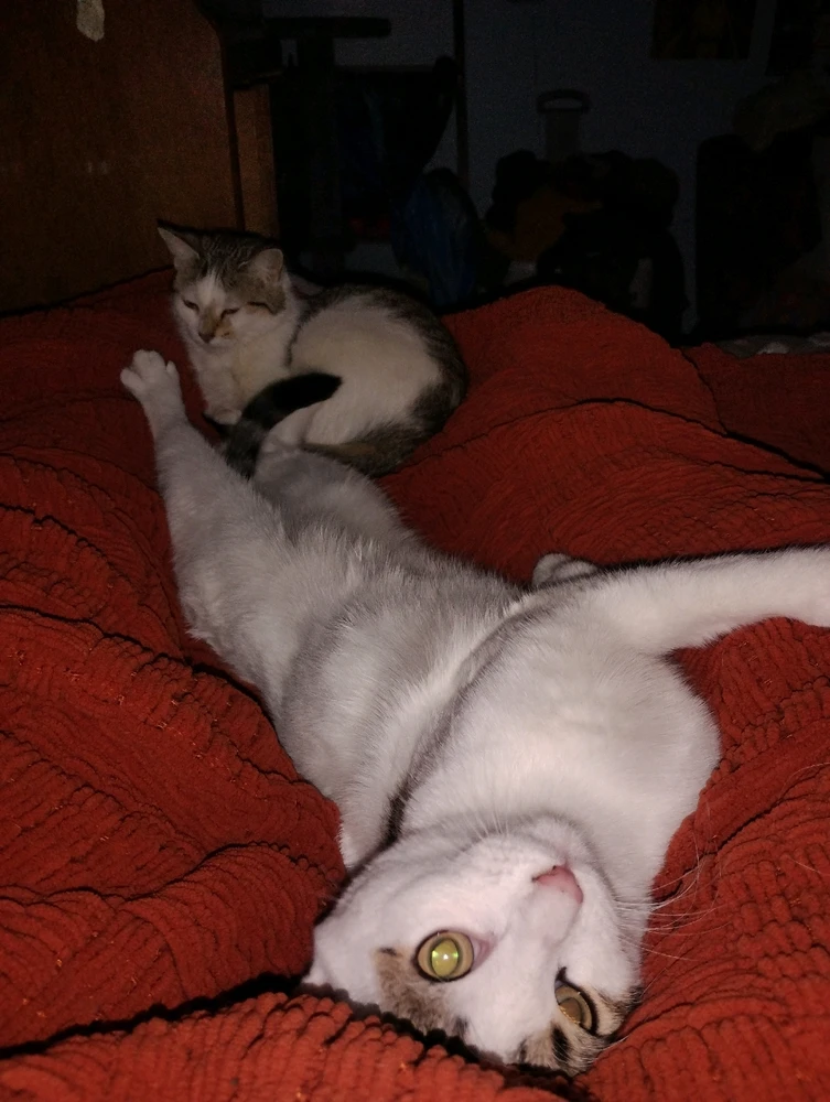 GIF uploaded by Jacob