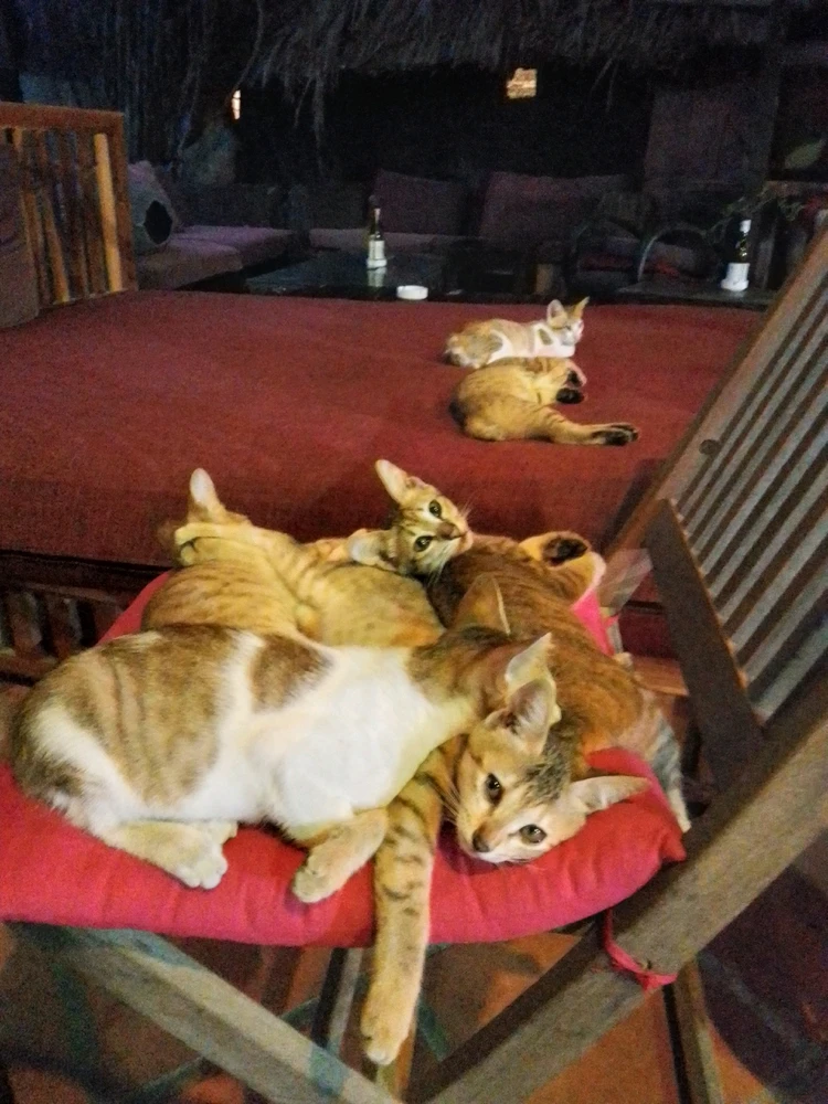 GIF uploaded by Mikkel