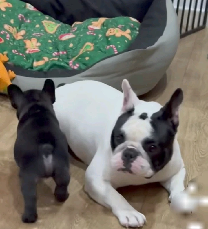 Immagine caricata da Safary zahira