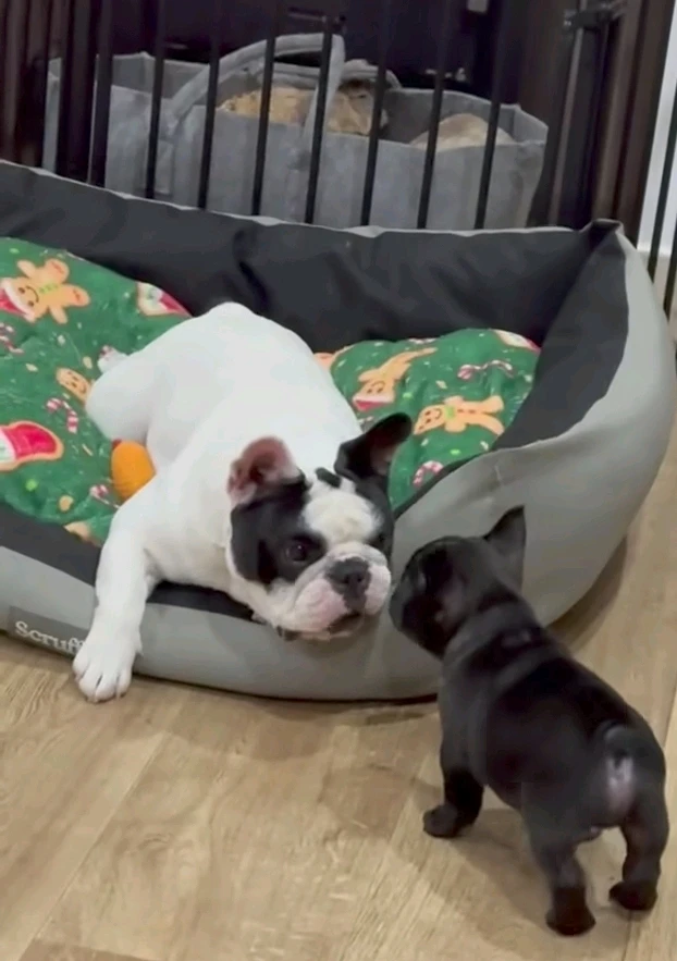 Immagine caricata da Safary zahira