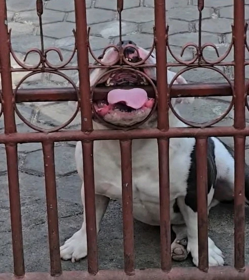 Immagine caricata da Safary zahira