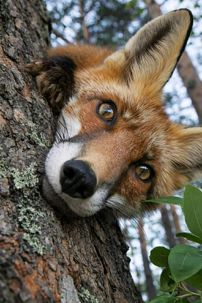 GIF uploaded by Самуил Samchester