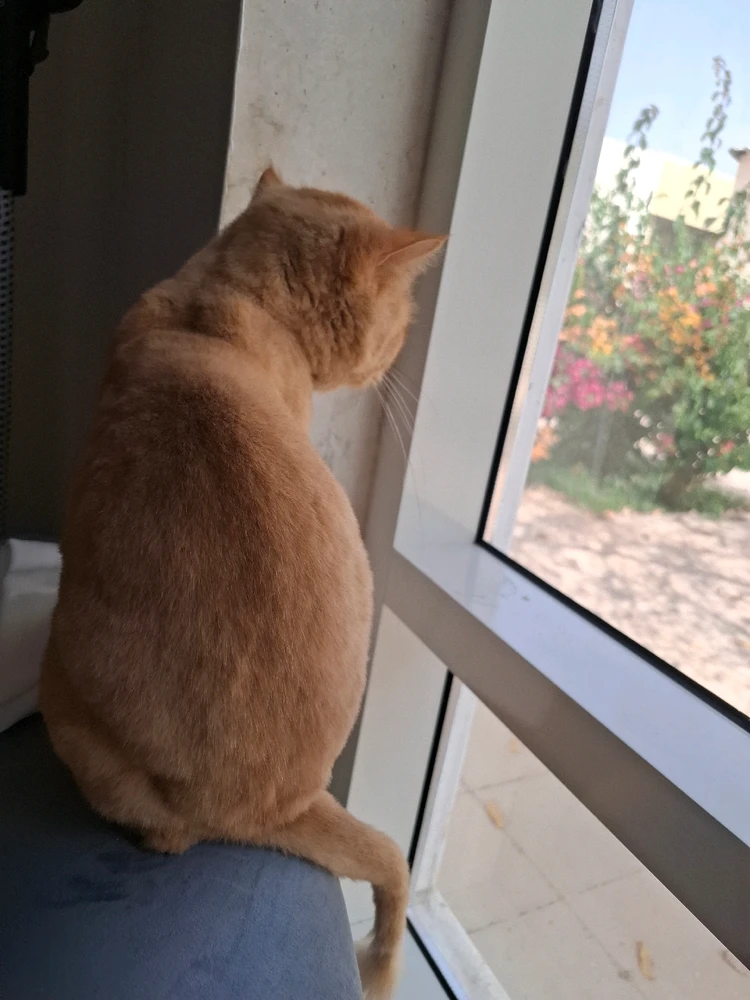 Nylej上传的GIF