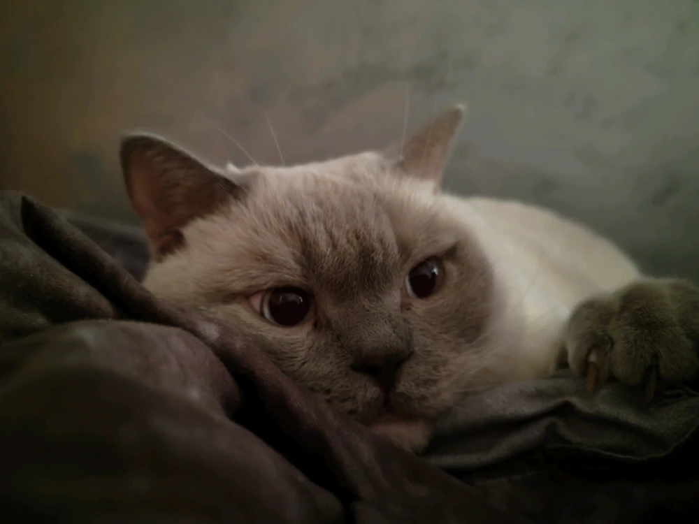 GIF încărcat de Valentin