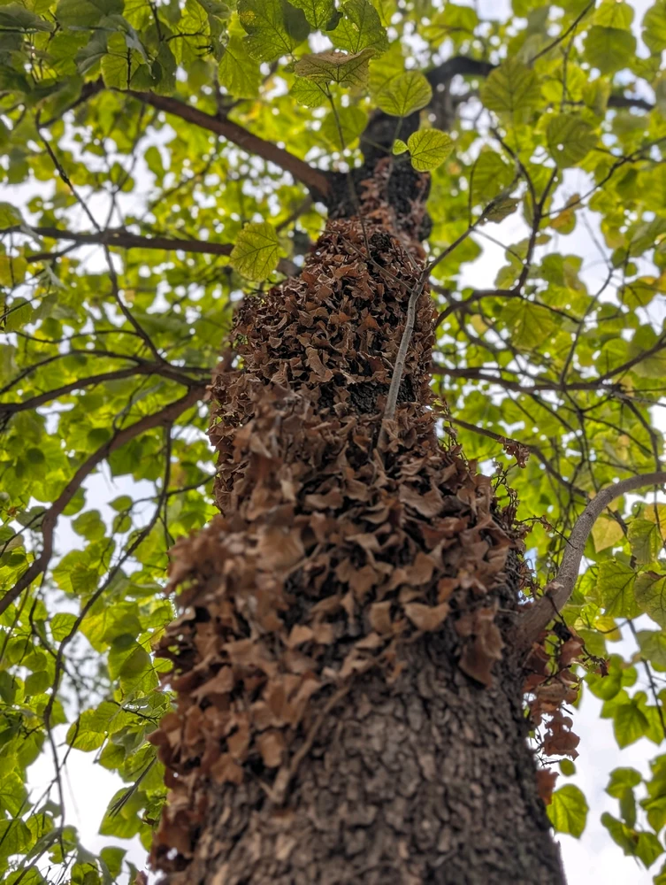 Image uploaded by Ghințan Nicușor Valentin