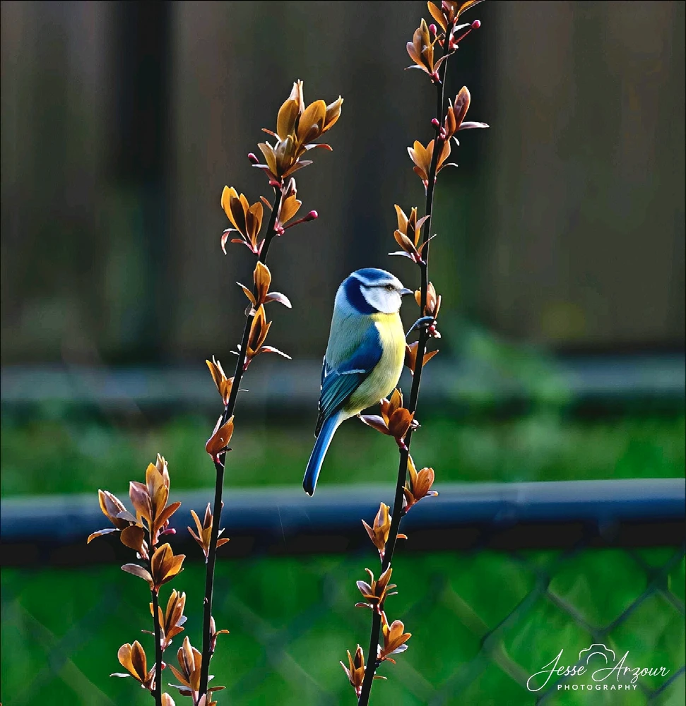 Image uploaded by Jesse