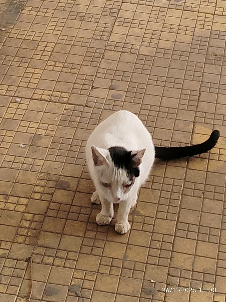 Image uploaded by Sarvesh