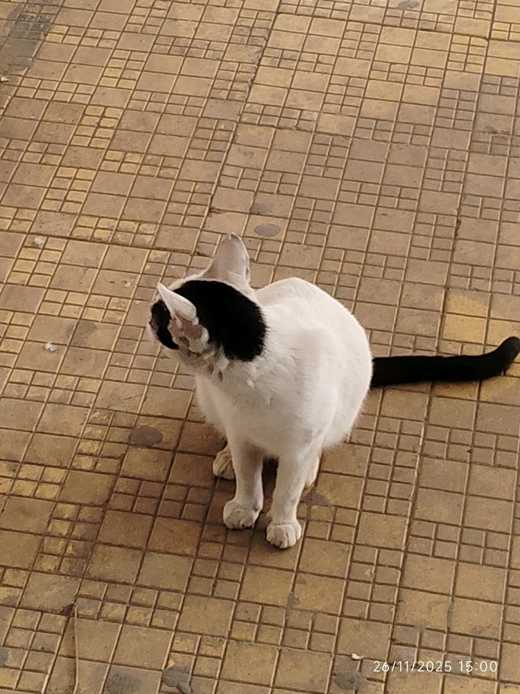 Image uploaded by Sarvesh