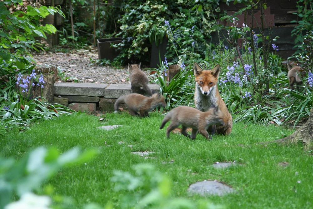 Mum with the cubs before they all grew up into beautiful healthy adults 