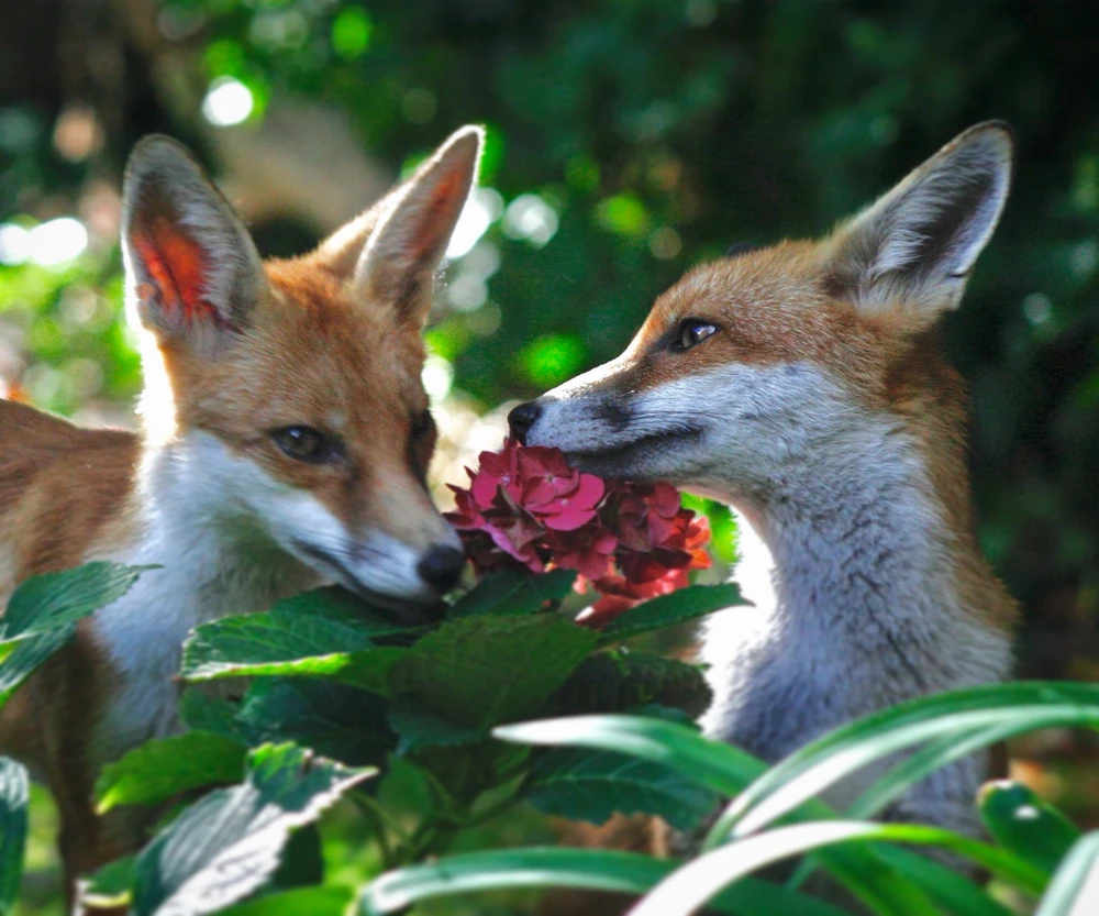 Image uploaded by Rob