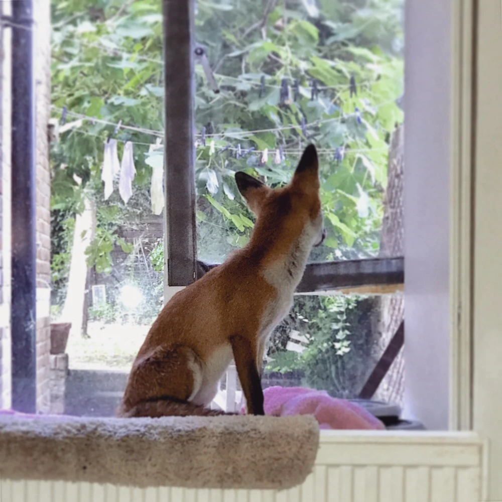 Sat on the bedroom windowsill 