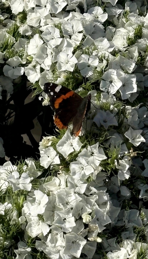 GIF uploaded by Bebe🧜🏻‍♀️🌖🌠