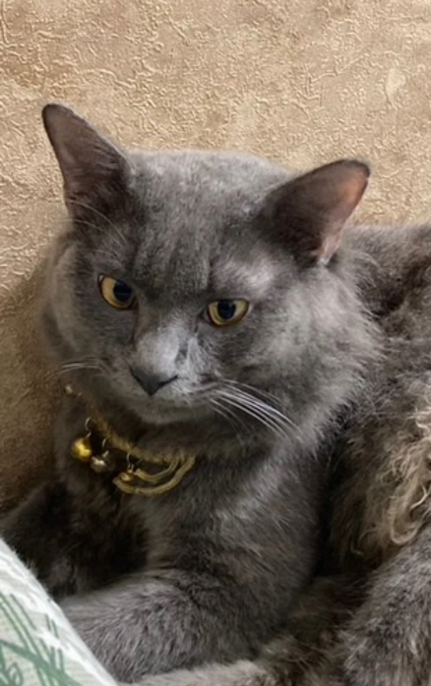 Gambar diunggah oleh memei