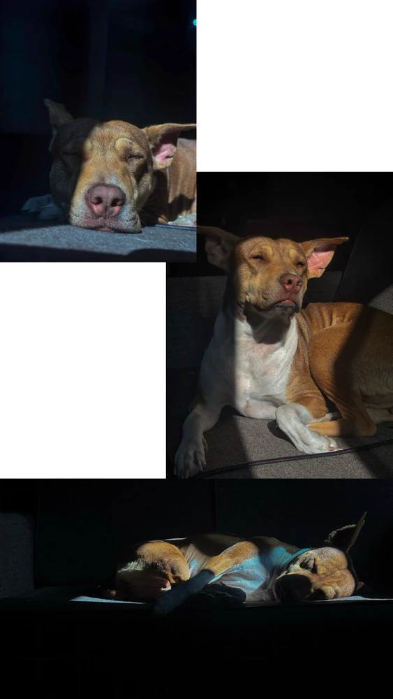 GIF uploaded by Lalhruaia