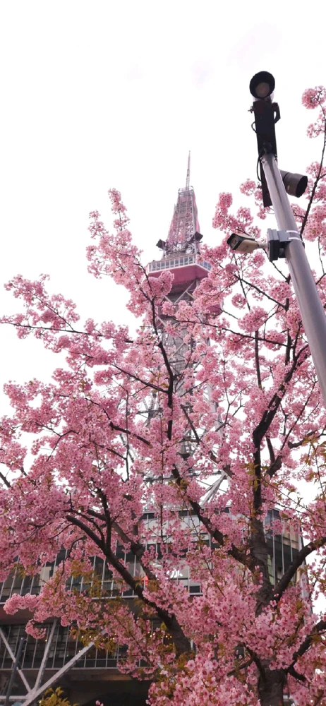 Image uploaded by Ralph Laurence