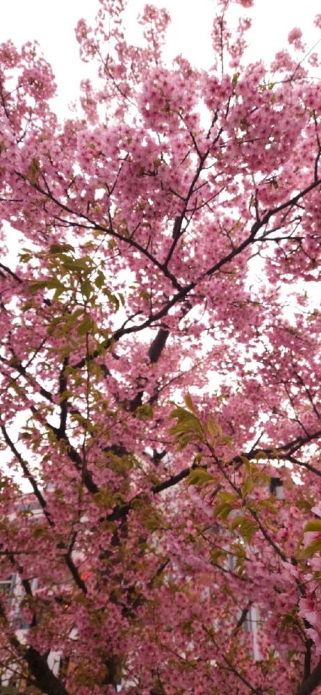 Image uploaded by Ralph Laurence