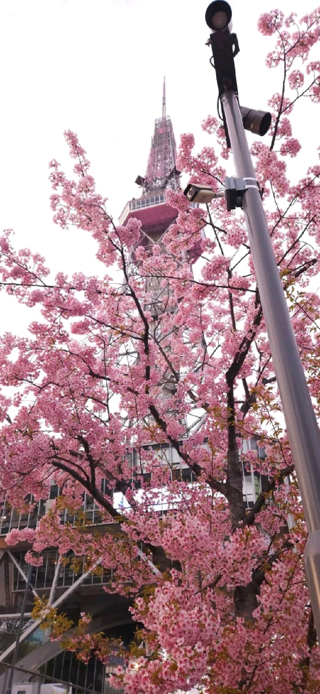 Image uploaded by Ralph Laurence