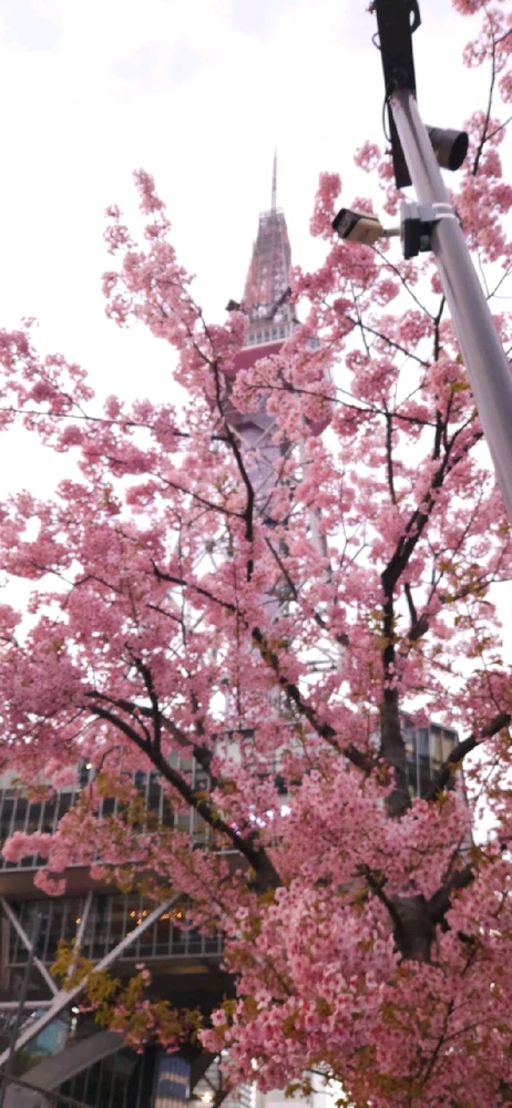 Image uploaded by Ralph Laurence