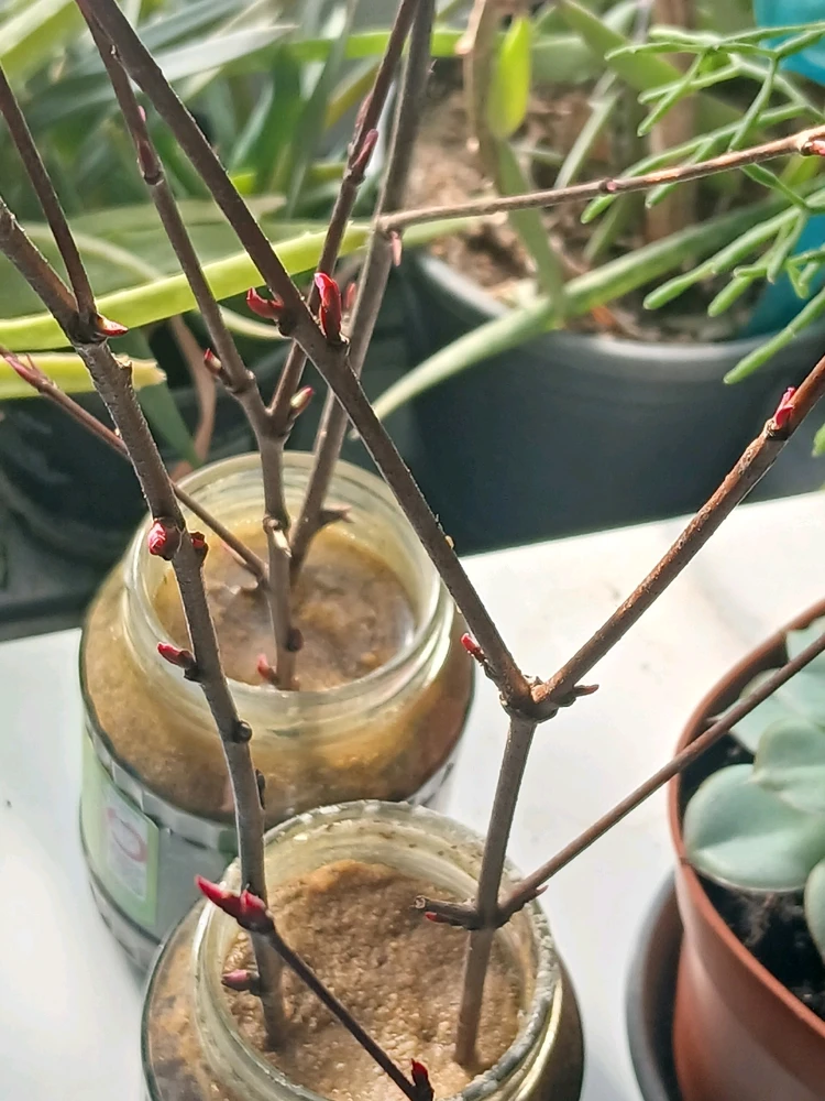 Bild hochgeladen von Herbert = ᚺᛖᚱᛒᛖᚱᛏ