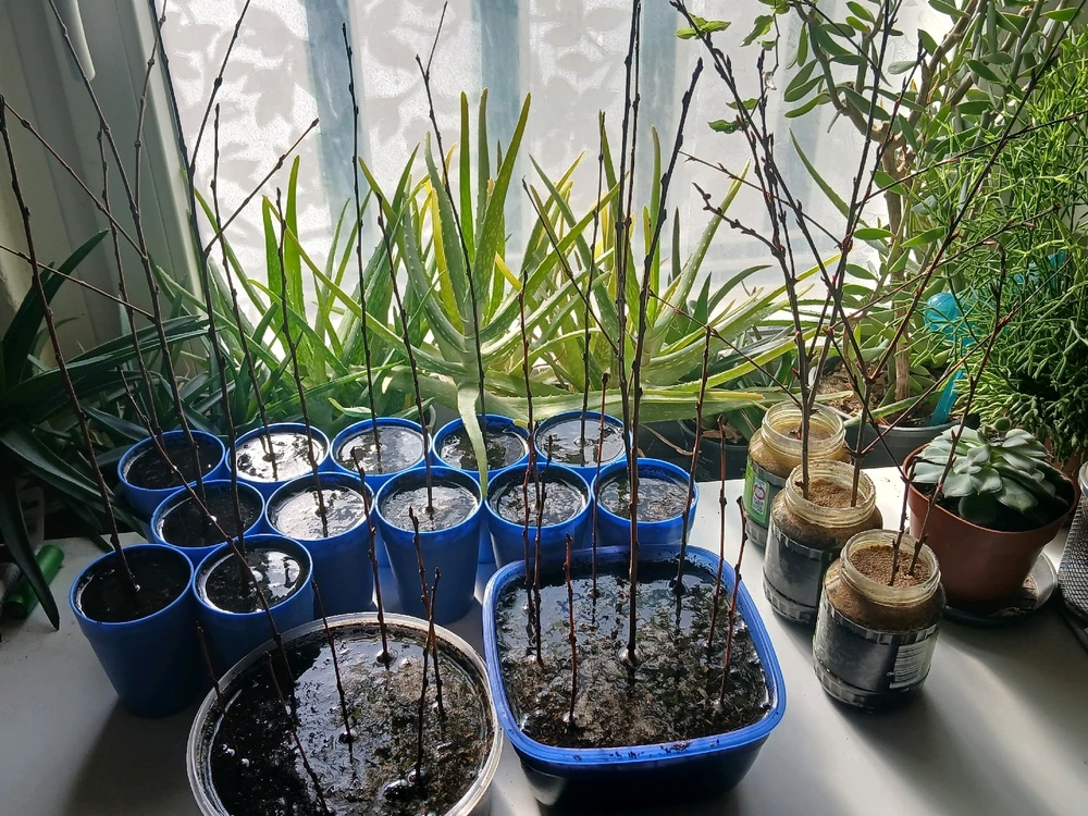 Bild hochgeladen von Herbert = ᚺᛖᚱᛒᛖᚱᛏ