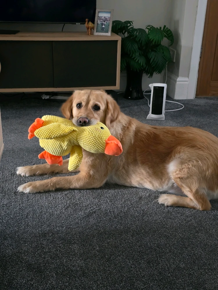 Image uploaded by Dylan