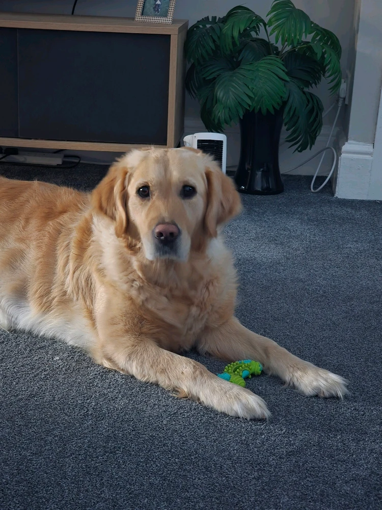 Image uploaded by Dylan