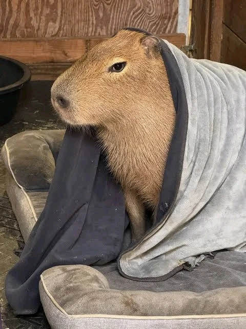 GIF uploaded by 𝓢𝓮𝓻𝓮𝓷 • 𝓢𝓮𝓻𝓮𝓷𝓭𝓲𝓹𝓲𝓽𝔂