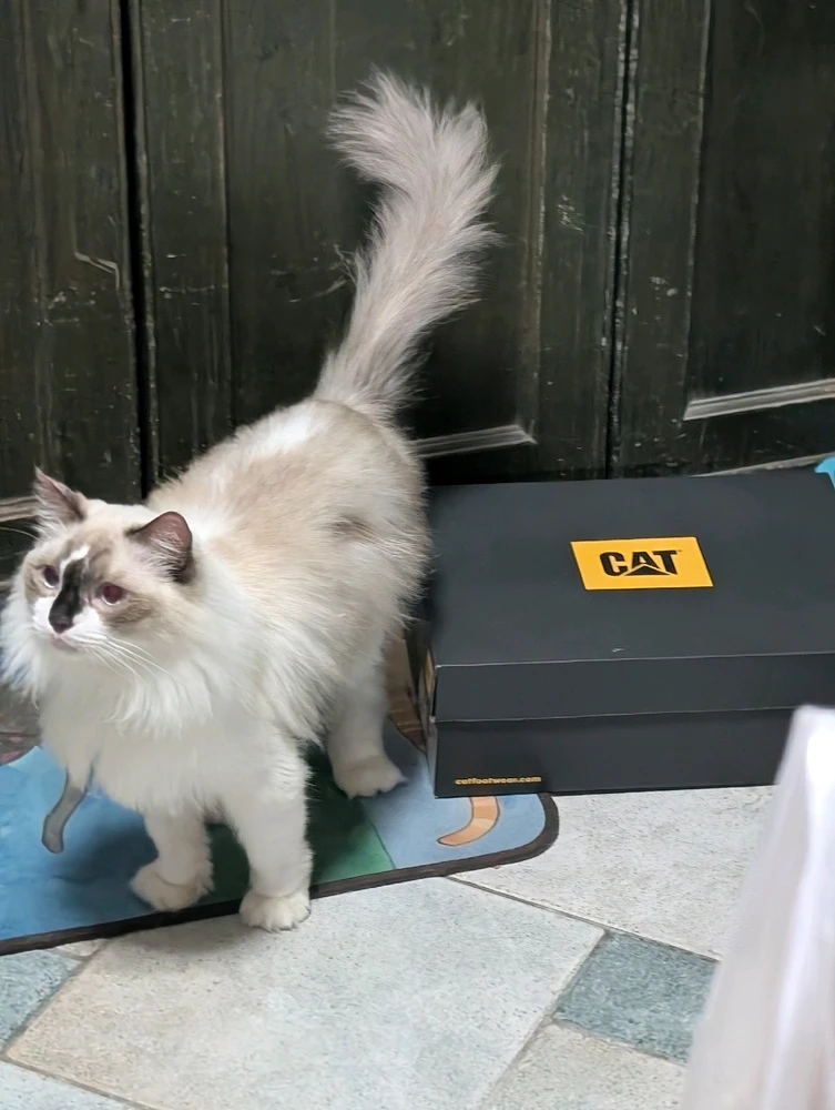 GIF uploaded by Sharif