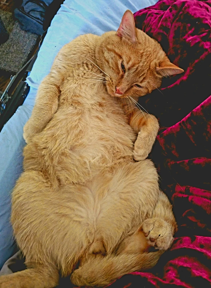 GIF uploaded by Avery Moon Fang