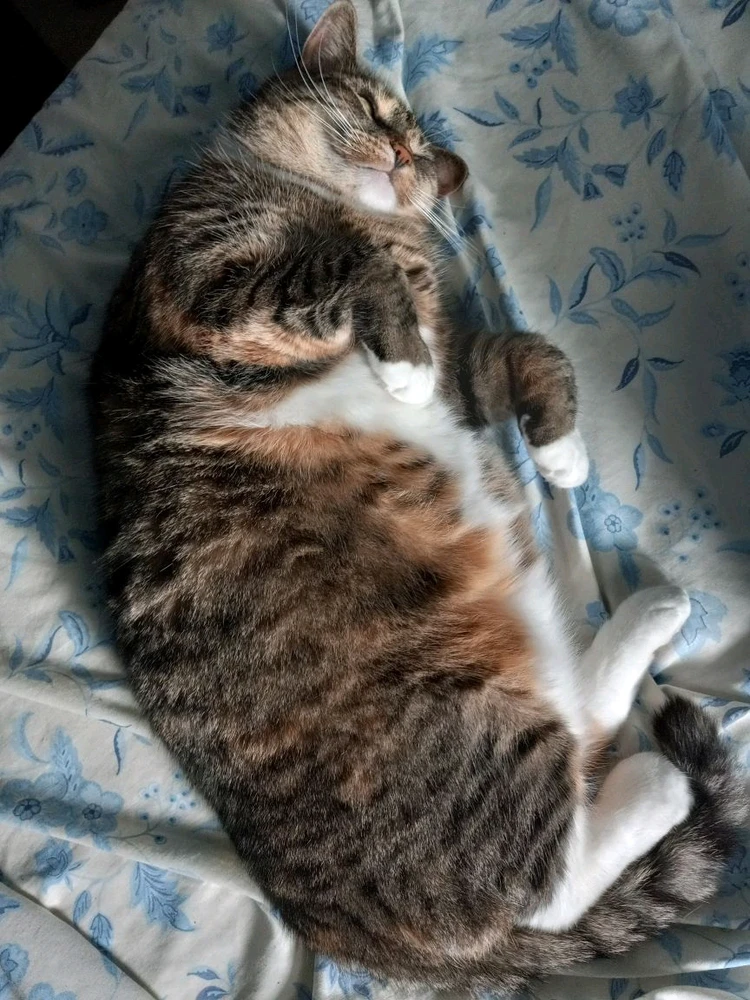 GIF uploaded by Corey