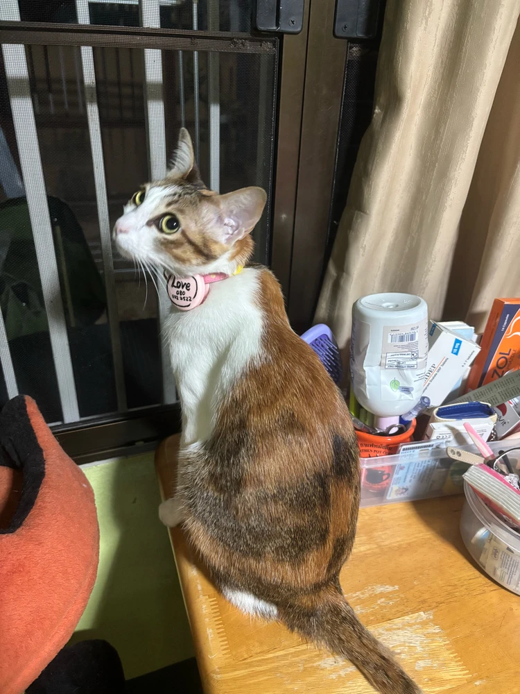 Image uploaded by Pat♡