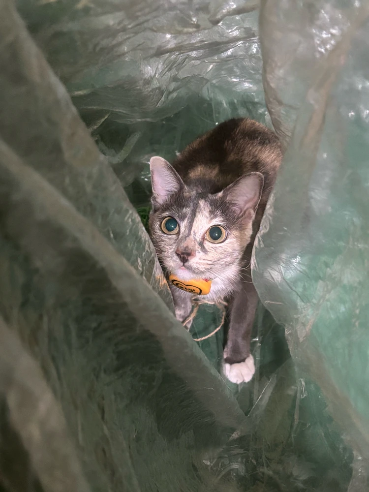 GIF uploaded by Pat♡