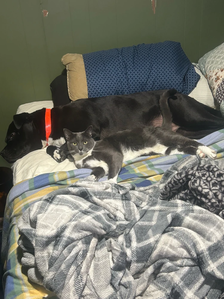 GIF uploaded by Sebastian