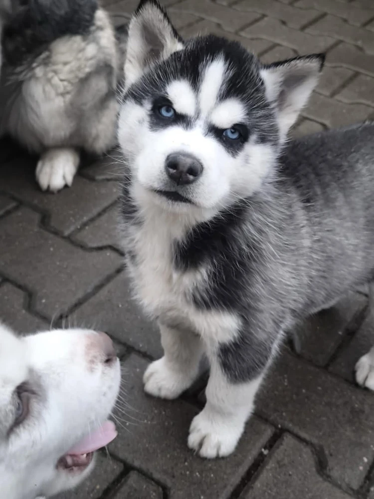 GIF uploaded by Sebastian