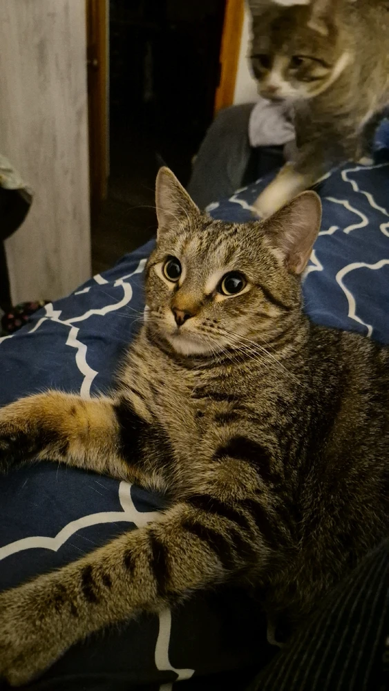 Image uploaded by Lilith Van'Nightinveil