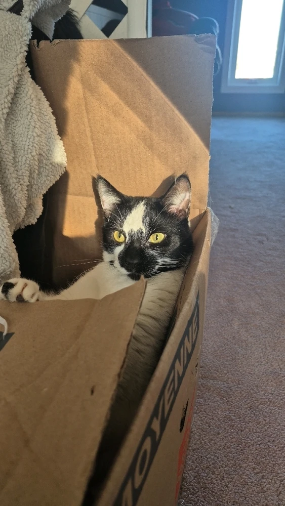 Image uploaded by Lilith Van'Nightinveil