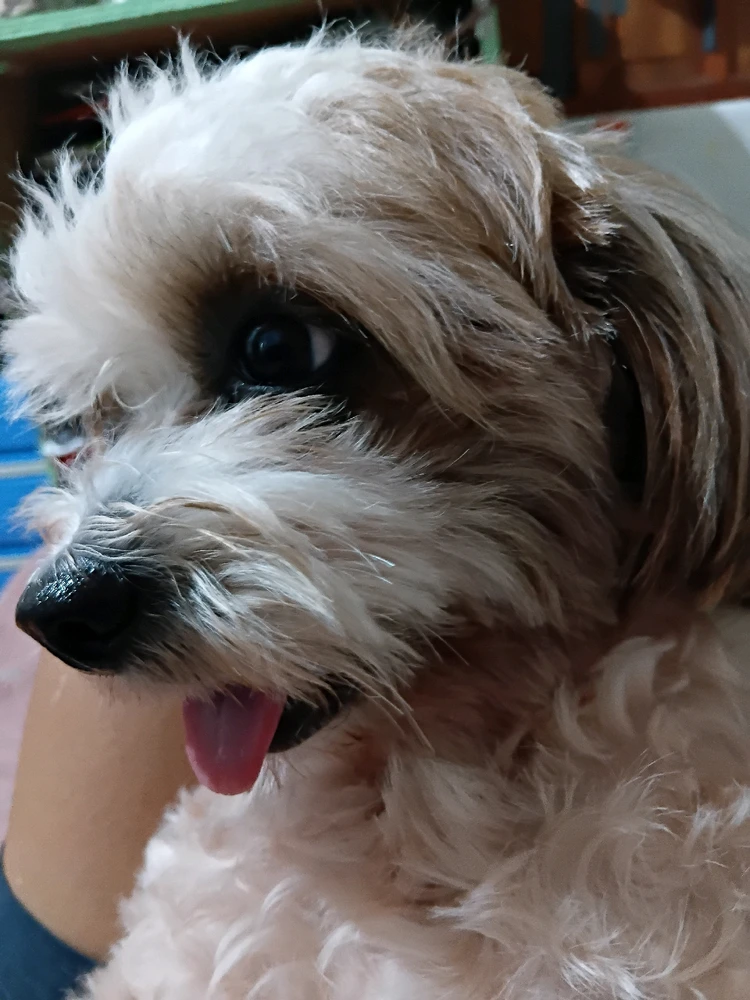 Image uploaded by Aia