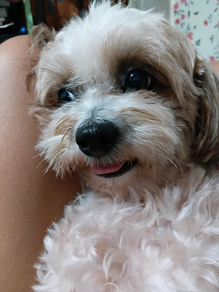 Image uploaded by Aia