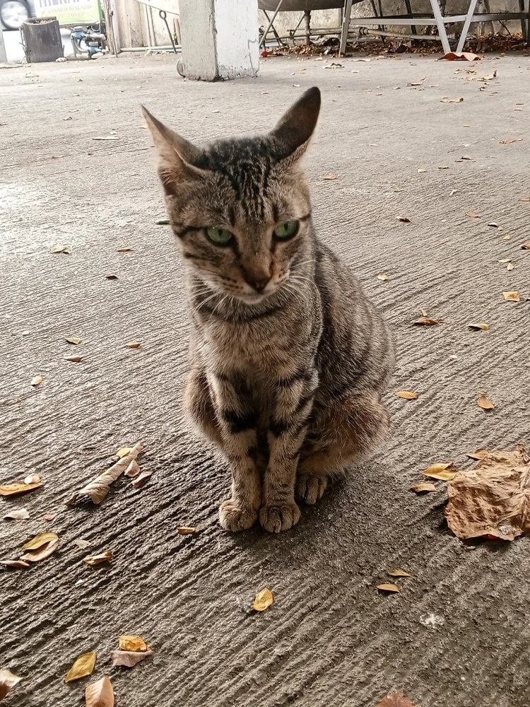 Image uploaded by Mi Ka