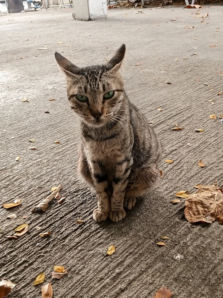 Image uploaded by Mi Ka