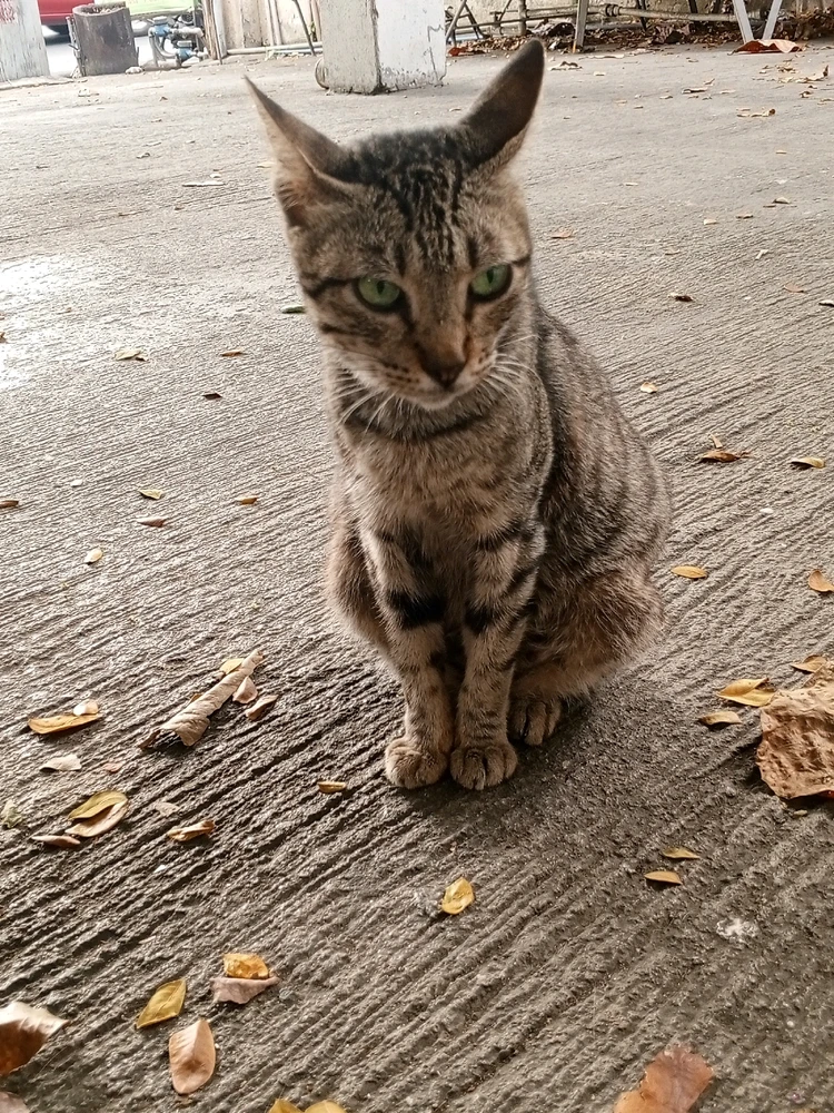 Image uploaded by Mi Ka