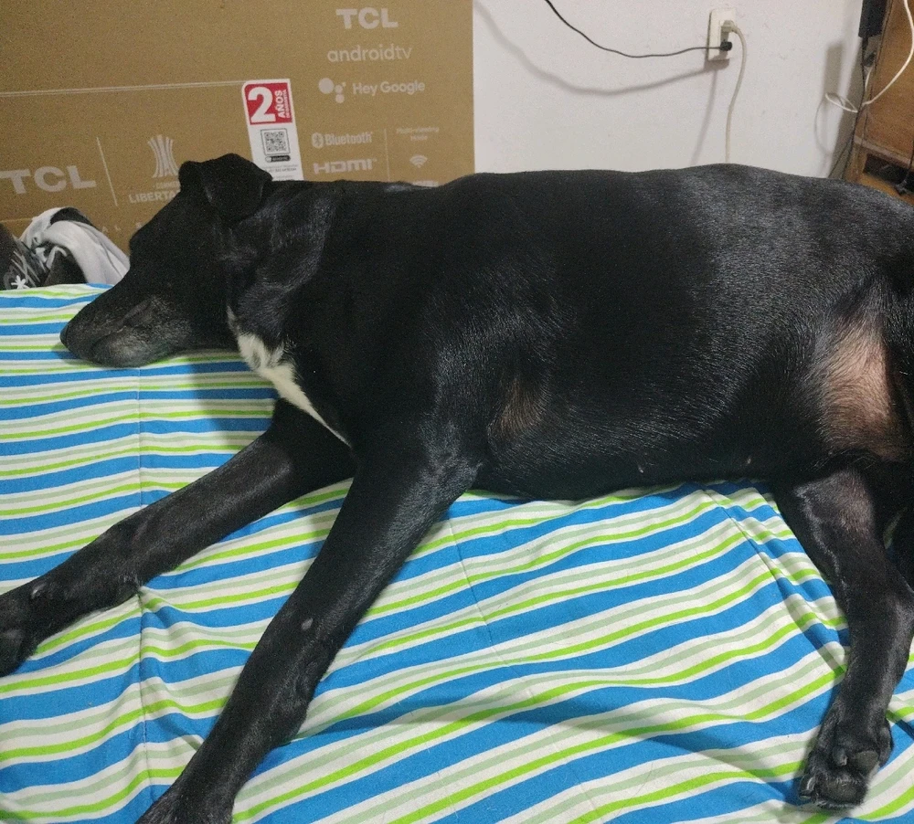 GIF subido por Daniel