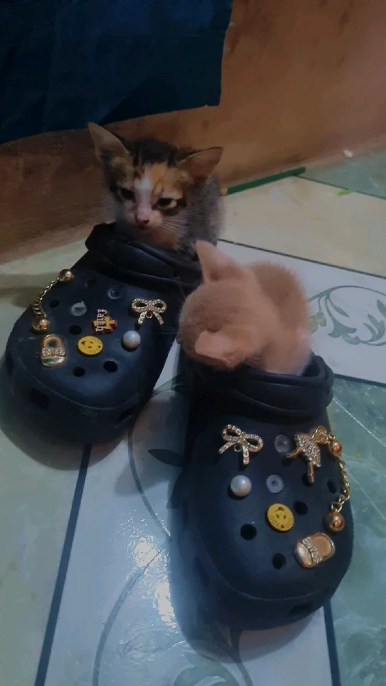 GIF uploaded by Caneisha