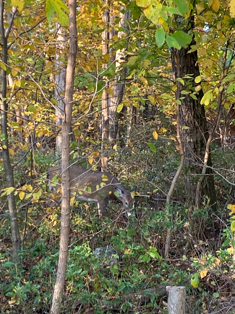 Image uploaded by Ryan