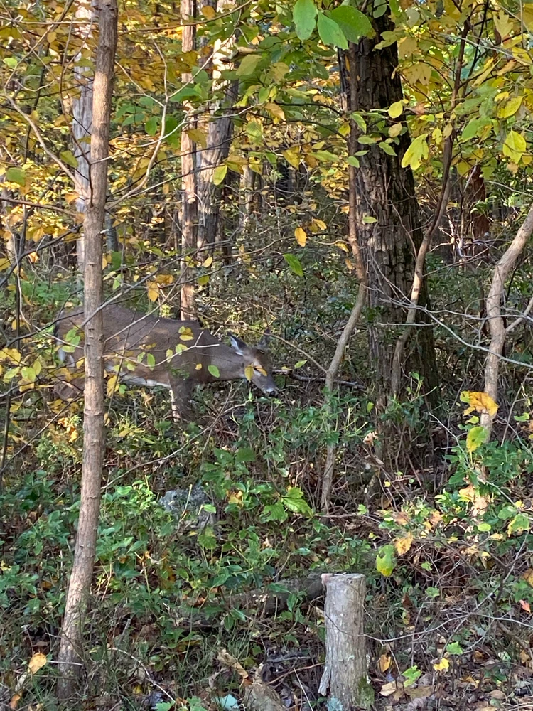 Image uploaded by Ryan