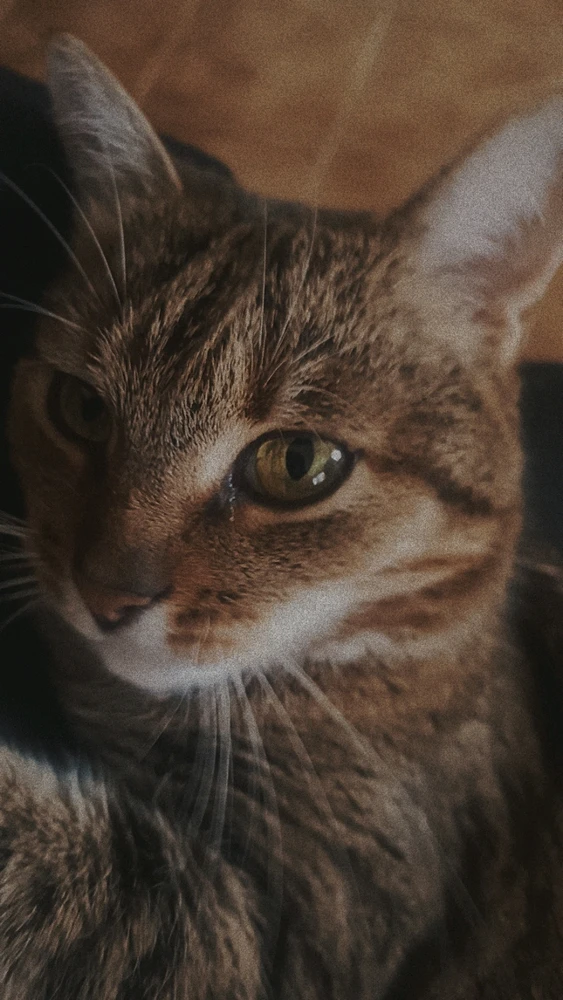 GIF-tiedoston lisäsi Lydia