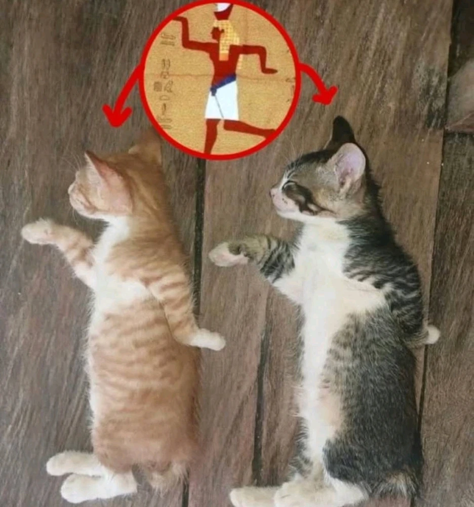 GIF uploaded by Holly