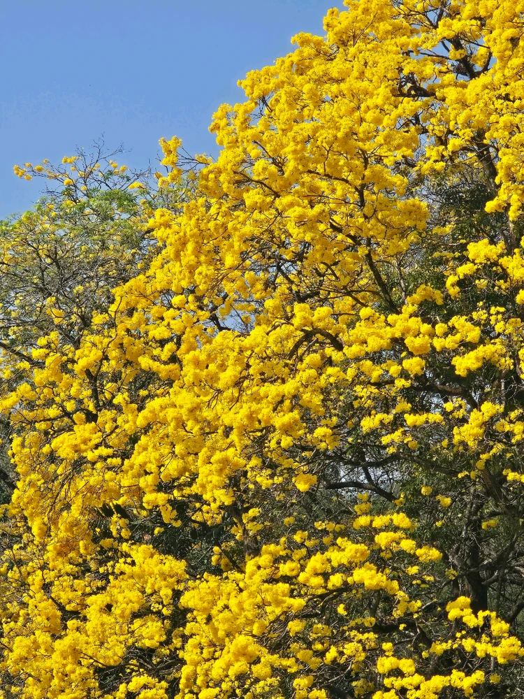 Image uploaded by Rush #玉虫乚