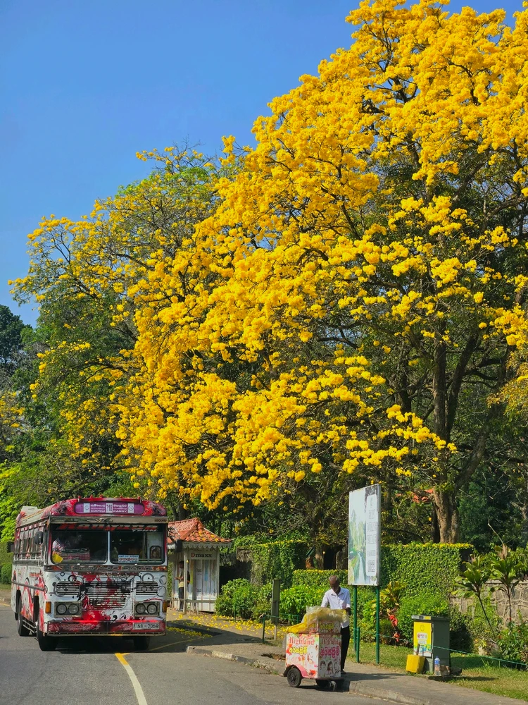 Image uploaded by Rush #玉虫乚