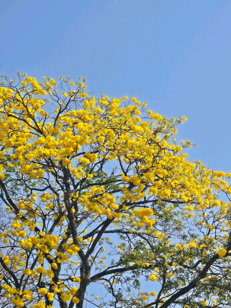 Image uploaded by Rush #玉虫乚